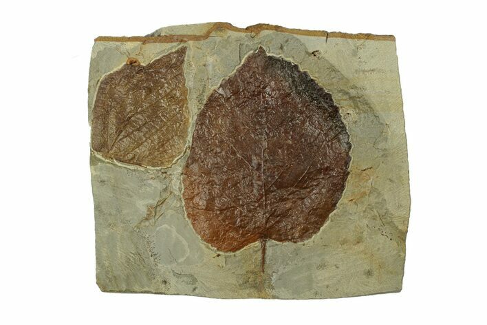 Plate with Two Fossil Leaves (Two Species) - Montana #269364